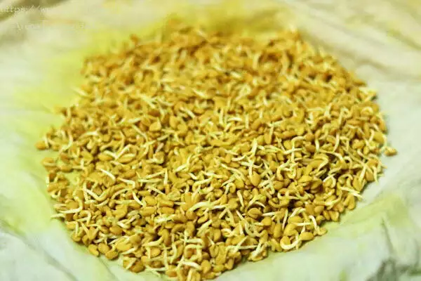 spouted_methi